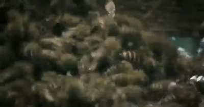 ?A group of bees take revenge on a hornet for killing one of them.