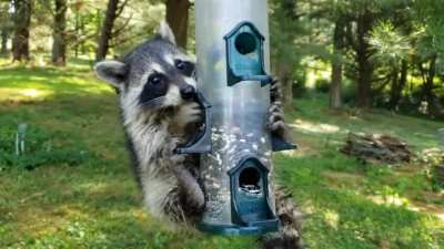 ? Raccoons have five fingers that they use for many things, but mostly thievery ?