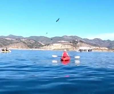 Go kayaking they said. It'll bee fun they said.