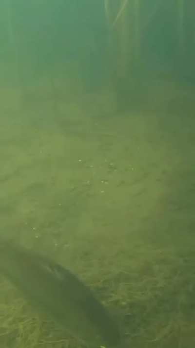 ? Large mouth bass gulps a frog
