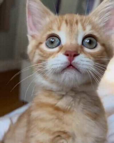 *Stares*