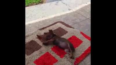 A dog playing with a butterfly!
