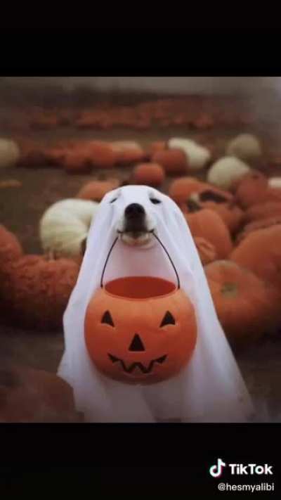 Spookiest boys