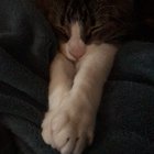 Sleepy squeaker