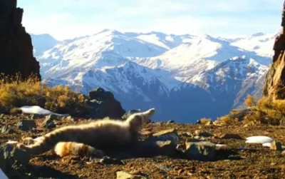 ? A gorgeous and incredibly rare Andean mountain cat messing around in front of a wildlife cam ?