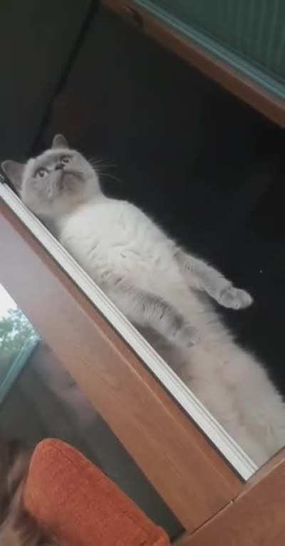 Cat.