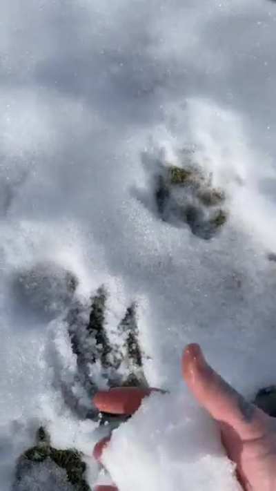 ? trying to start a snowball fight with my wife. My aim is generally shit so this was fluke for sure!