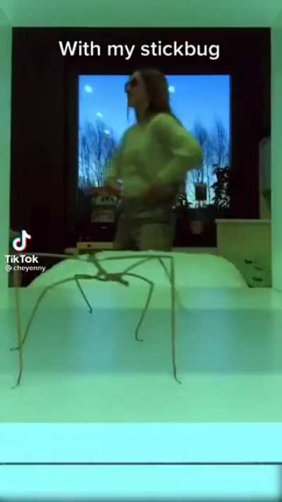 This stick bug has better moves than me
