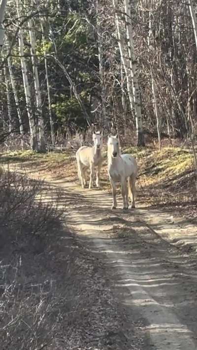 ? A curious wild horse couple encounters domesticated horses with riders