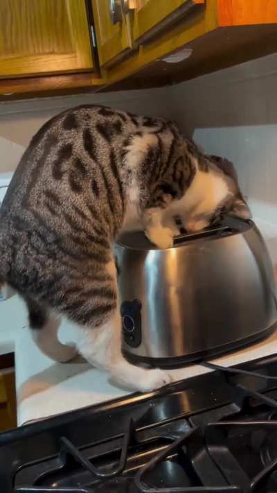 Maggie ruining the toaster she thought ?