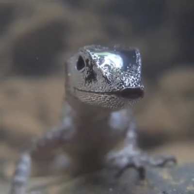 A water anole lizard using an air bubble to breathe underwater