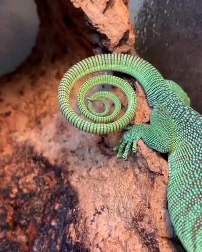 ? Emerald Tree Monitor With A Hypnotizing Tail