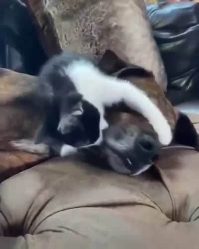 "Looks like you could use some licks my fren"