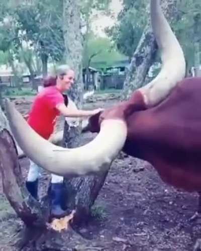 ? Ankole-Watusi Bull, longest of the longhorns ?