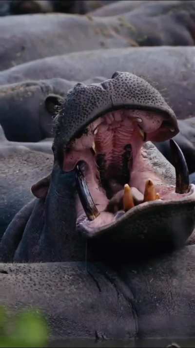 ? Hippo yawns, offering a close up look at those deadly teeth