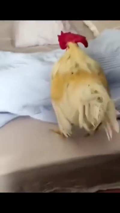 to sleep