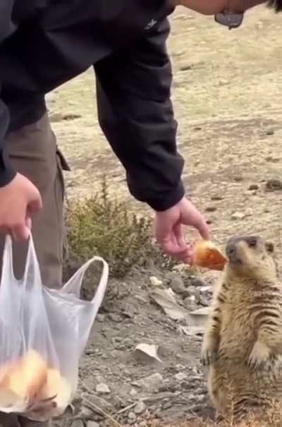 Don’t take food from strangers