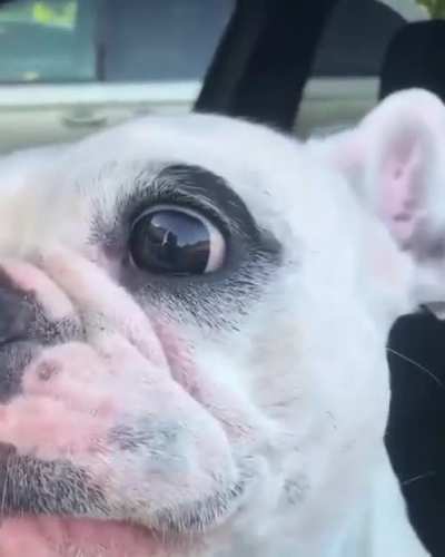 That dog got soul ?