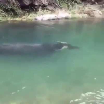 ? Buffalo swimming under water