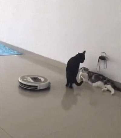 to prevent a fight