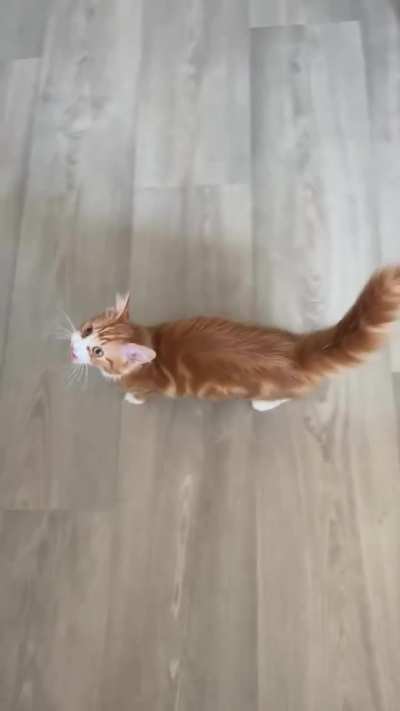Best of Cheez bawlz meows ?