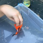 Found a tiny danger noodle in need of assistance ?