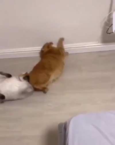 Cat.