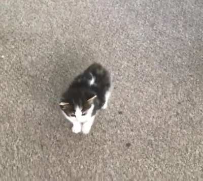 Smol Manx Criminal on the Run!