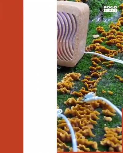 These are some talented Mushrooms ??