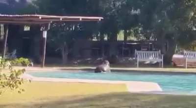 South Africa : A young elephant went for a swim in a Safari Lodge pool, then struggled to get out. The adults must have suddenly realized he wasn't with the herd and rushed back to find him! Family bonds are strong in elephant society!