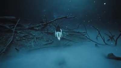 Natural hydrogen sulfide layer 30 meters below the surface of a Cenote in Tulum. It's created by gases that have leaked out of decomposing trees and leaves that fell from the jungle