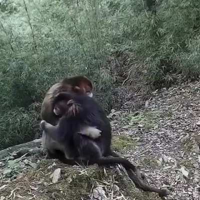 ? Two endangered golden monkeys hugging each other ?