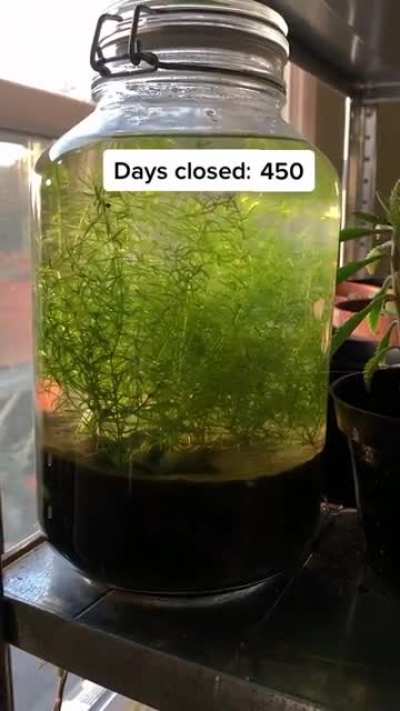 creating an ecosystem in a jar over the course of three years ?? @amberxdiamond