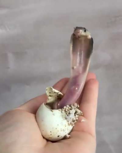 Baby King Cobra hatches ?
