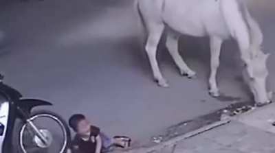 Slapping a horse