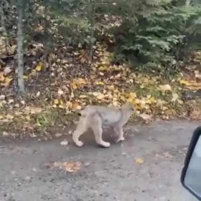 ? Driver has a rare close encounter with a Canadian Lynx and her kittens
