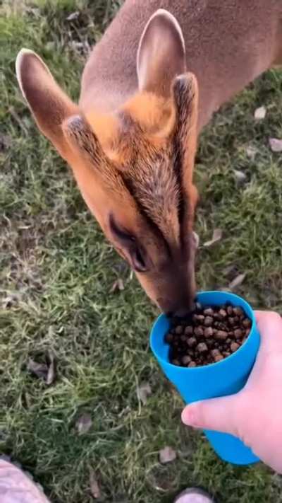 ? A Muntjac, also known as a barking deer!