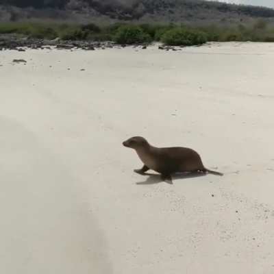 ? seal goes back to the sea