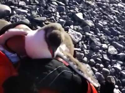 ? Baby penguin meets a human for the first time. Determines they can be used for warmth