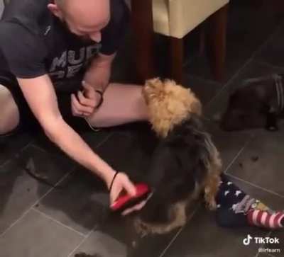 Dog Getting A Hair Cut ? ?