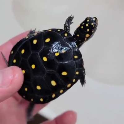 ? Spotted Turtle