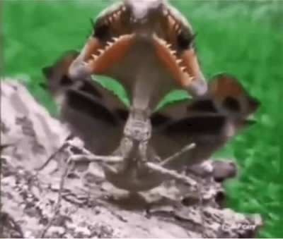 ?The Malaysian Dead Leaf Mantis mimicking a mouth with teeth to scare off unwanted threats.