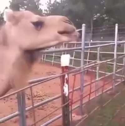 Camel Thought Her Hair Was Lunch ??