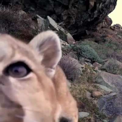 ? This curious Cougar checking out a nature cam