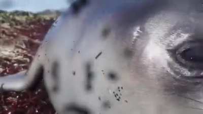 ? Baby Elephant Seal Curious About Wildlife Camera