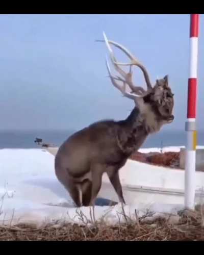? This Elk has the head of his former opponent stuck to his antlers! ?