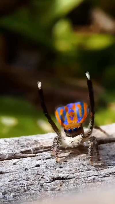 ? The dance of the Peacock Spider