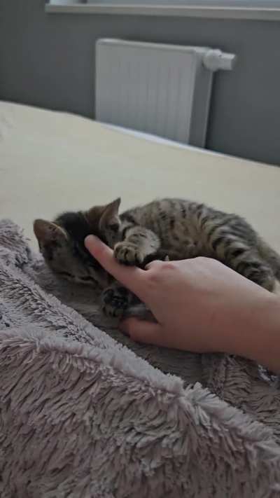 Little meows from sleepy smolerino