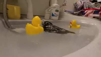 Bird getting stirred in sink with rubber duckies