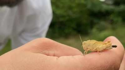 ? grasshoppers kick their poop out of their butt